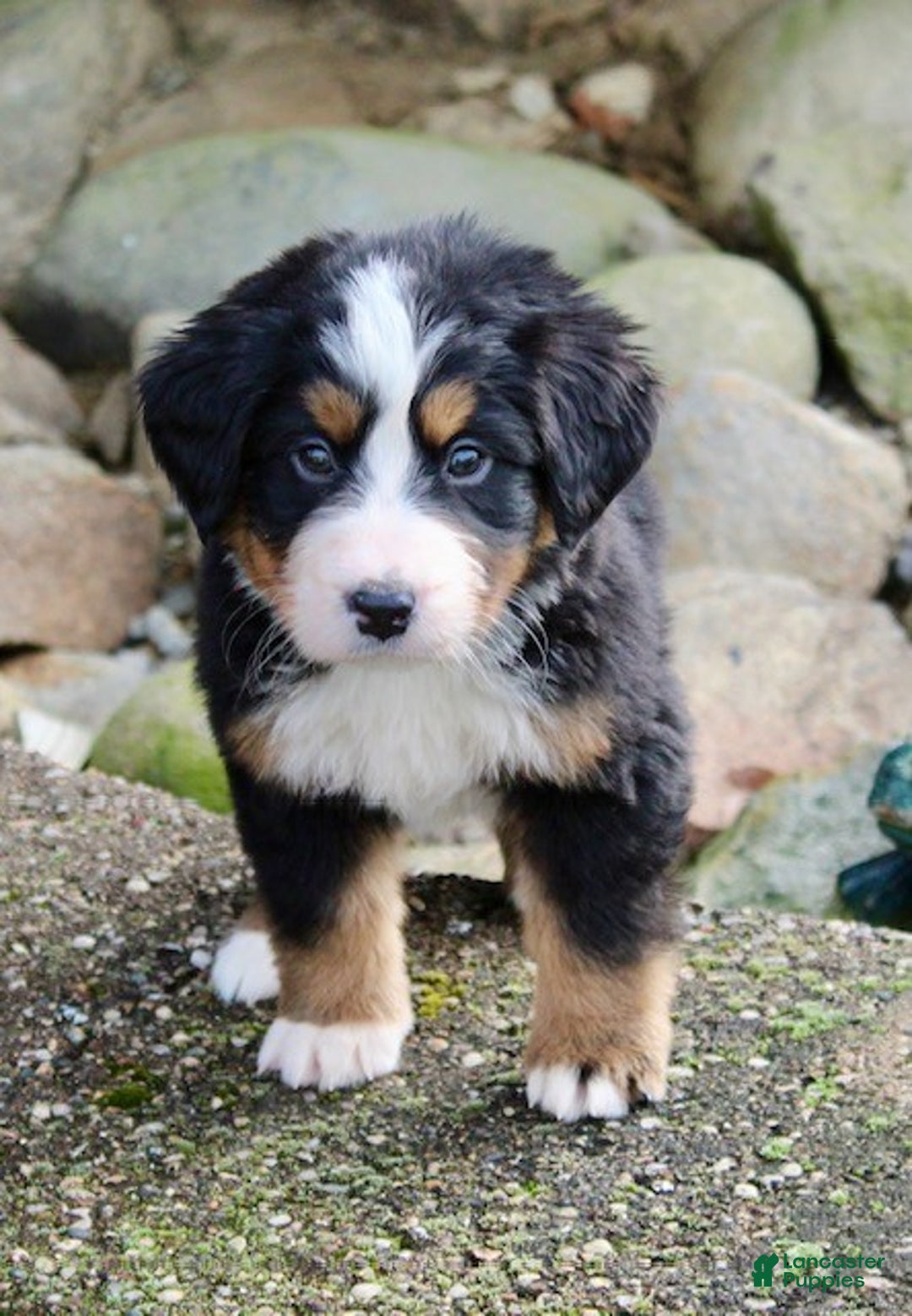 Bernese Mountain Dog dogs for sale: Luna - Ad 2
