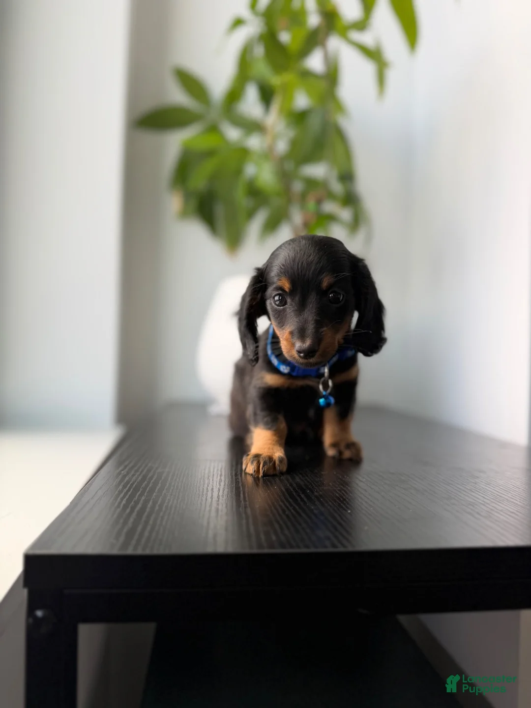 Miniature Dachshund dogs for sale: Fred - Ad 1