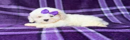 Bichpoo dogs for sale: Hope - Ad 5
