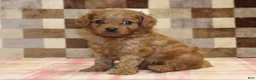 Cavapoo dogs for sale: Dora - Ad 8