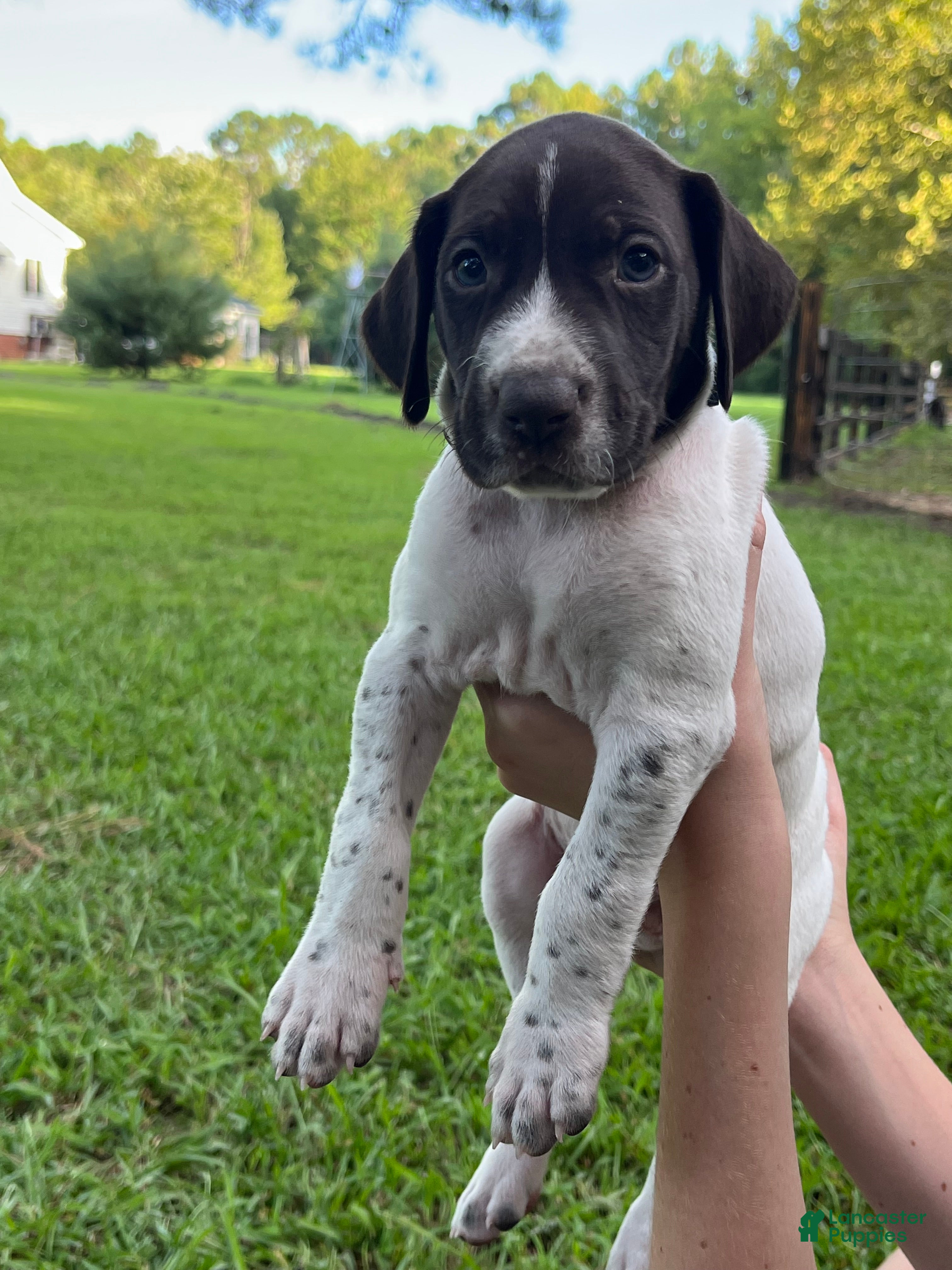 German Shorthaired Pointer dogs German Shorthaired Pointer (Male B) - Ad 1
