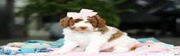 Goldendoodle dogs for sale: Blaire - Ad 5