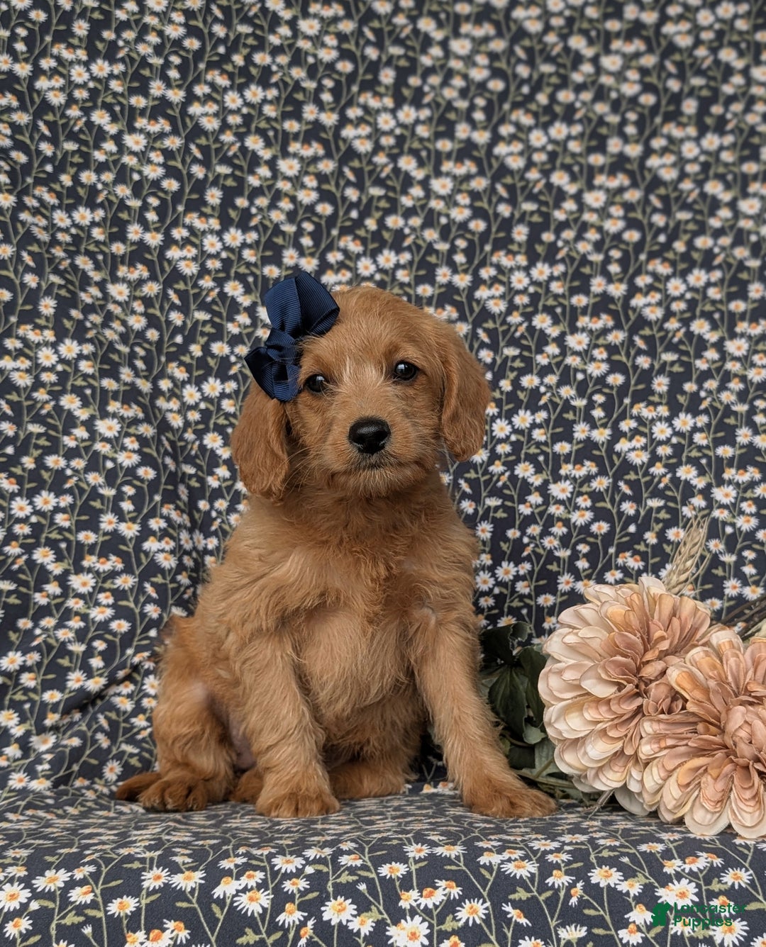 Labradoodle dogs for sale: Aimee Hypoallergenic - Ad 3