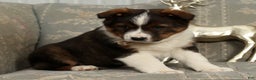 Australian Shepherd dogs for sale: Luna - Ad 8