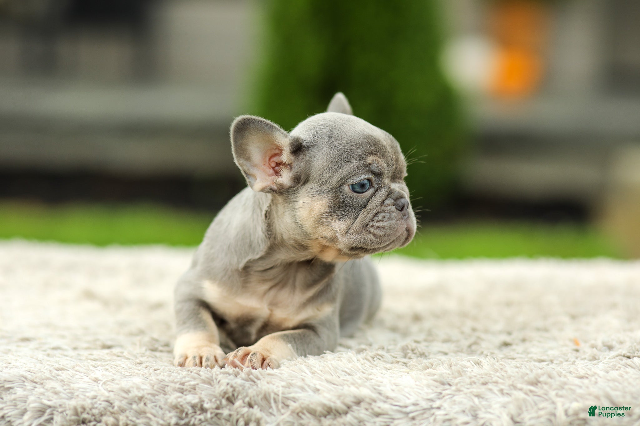 French Bulldog dogs Abby - Lilac & Tan - Ad 2