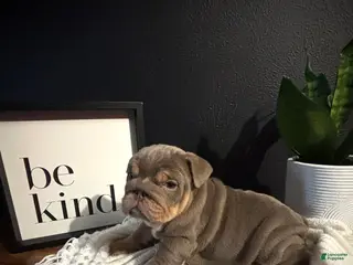 English Bulldog dogs for sale: Bailey - Ad 1