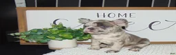 French Bulldog dogs for sale: Twinkle - Ad 4