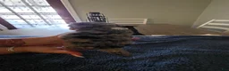 Mixed Breed dogs for sale: Promise - Ad 9