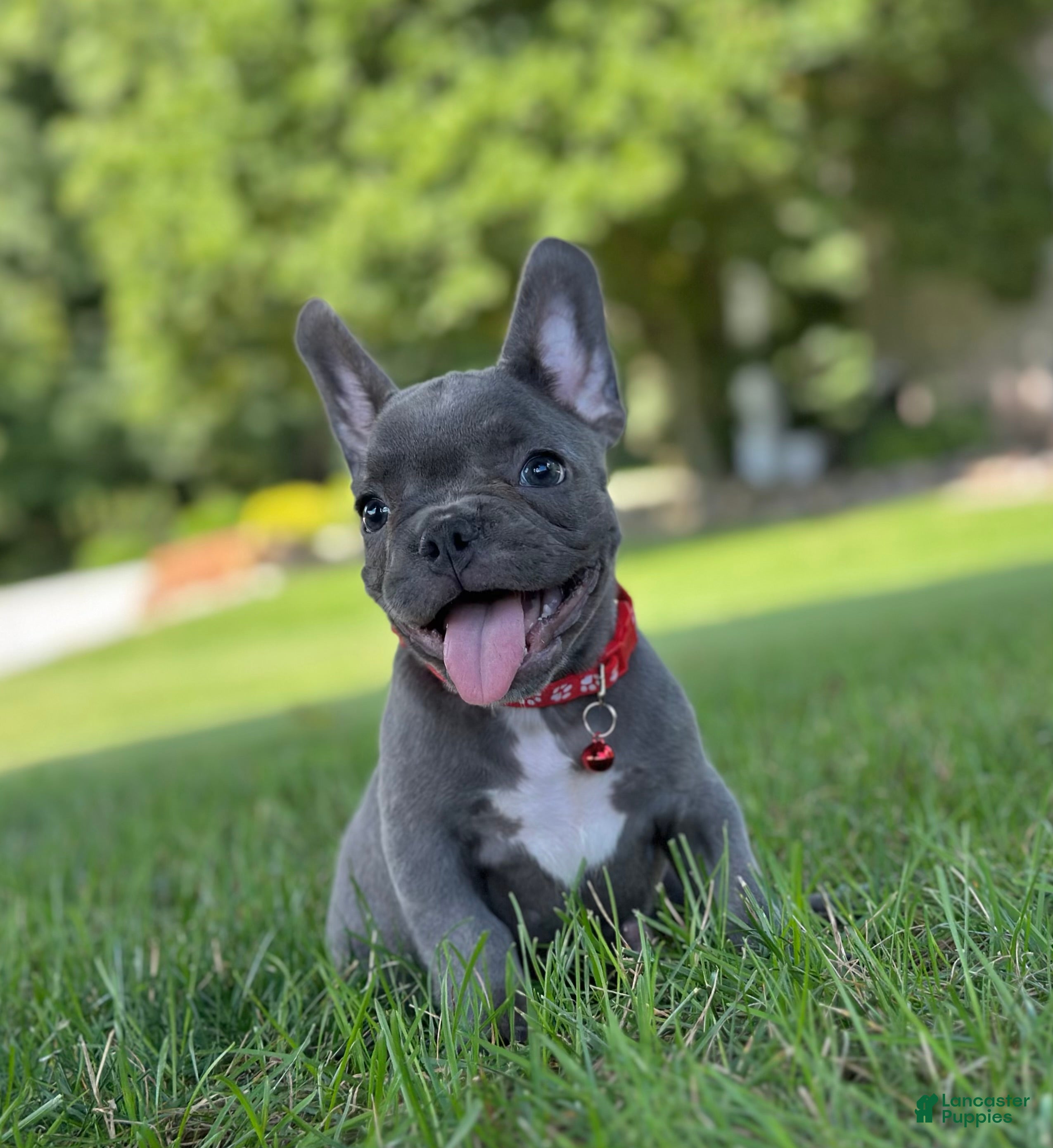 French Bulldog dogs Fifi - Ad 1