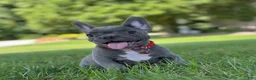 French Bulldog dogs for sale: Fifi - Ad 1