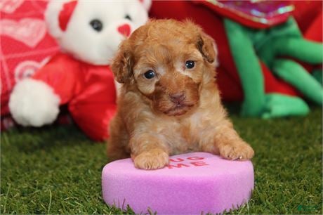 Toy Poodle dogs Toy Poodle Puppy 1 - Ad 2