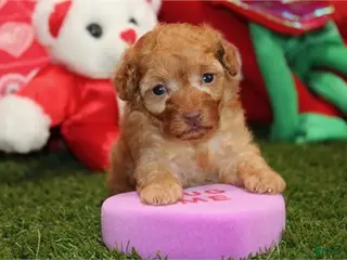 Toy Poodle dogs Toy Poodle Puppy 1 - Ad 25