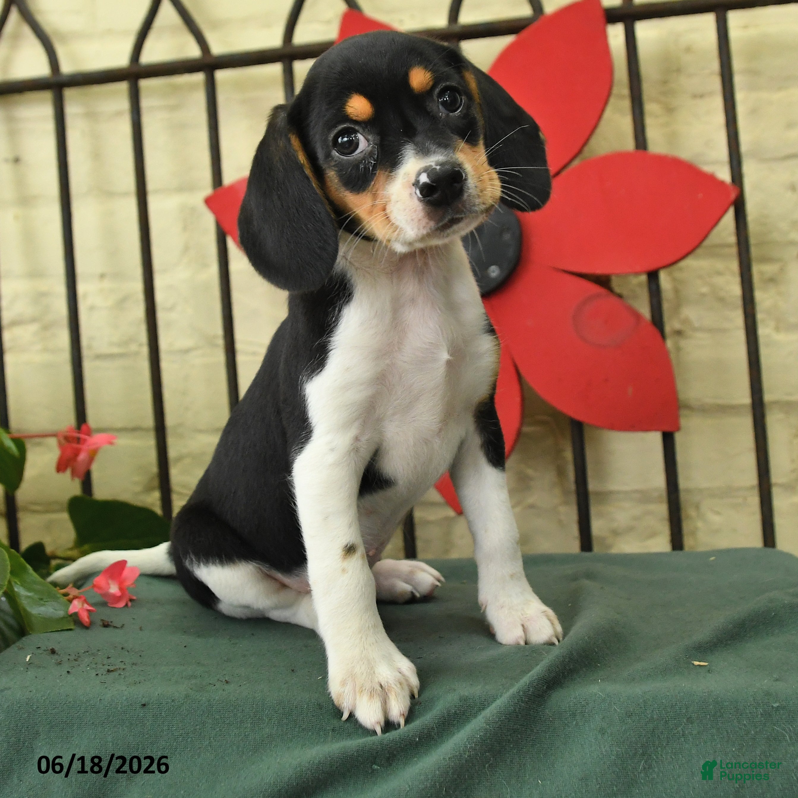 Beagle dogs Sofie - Ad 2