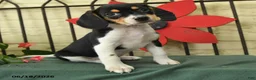 Beagle dogs for sale: Sofie - Ad 2