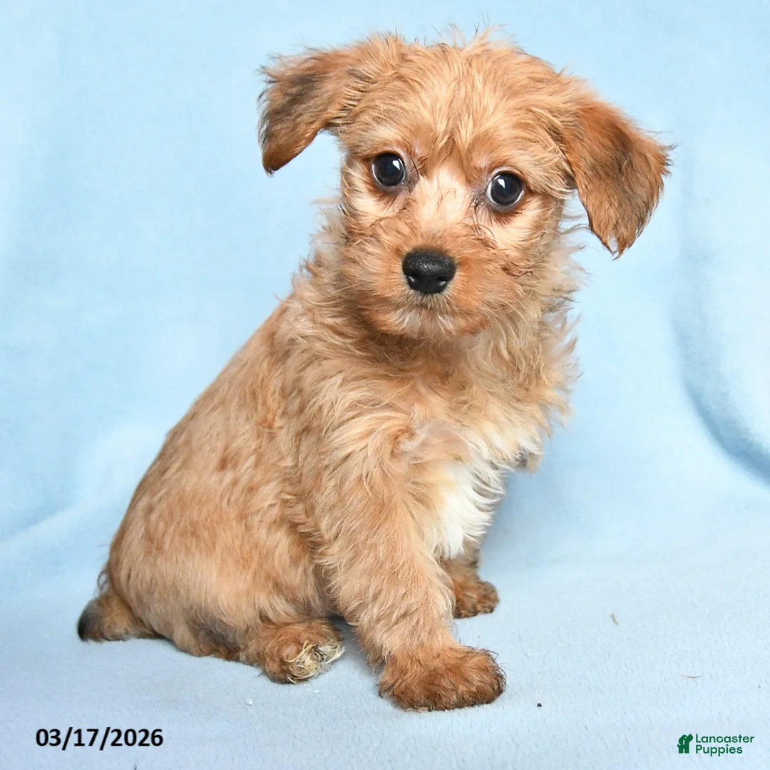 Mixed Breed dogs for sale: Patrick - Ad 2