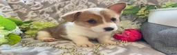 Welsh Corgi Pembroke dogs for sale: Max - Ad 5