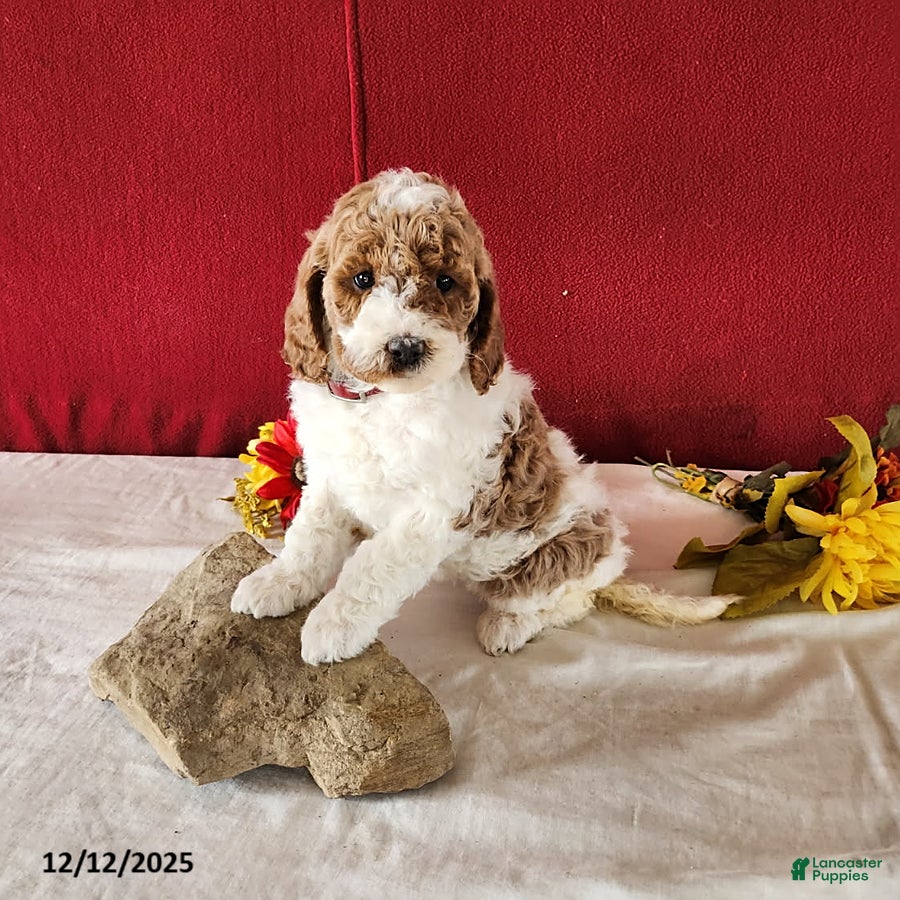 Goldendoodle dogs Honey - Ad 11