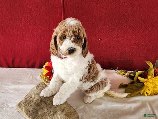 Goldendoodle dogs Honey - Ad 6