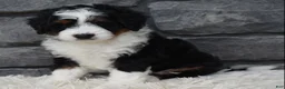 Mini Bernedoodle dogs for sale: Carly  - Ad 6