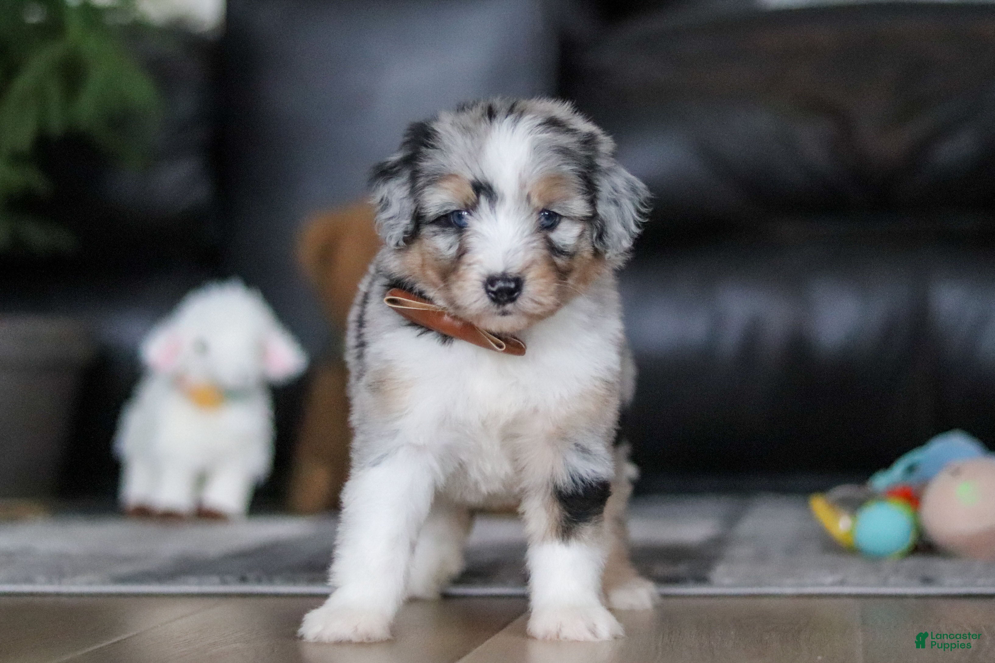Aussiedoodle dogs Theo - Ad 2