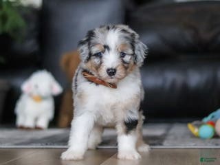 Aussiedoodle dogs Theo - Ad 2