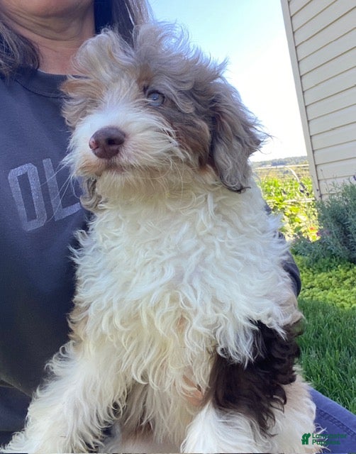 Cavapoo dogs Leo - Ad 2