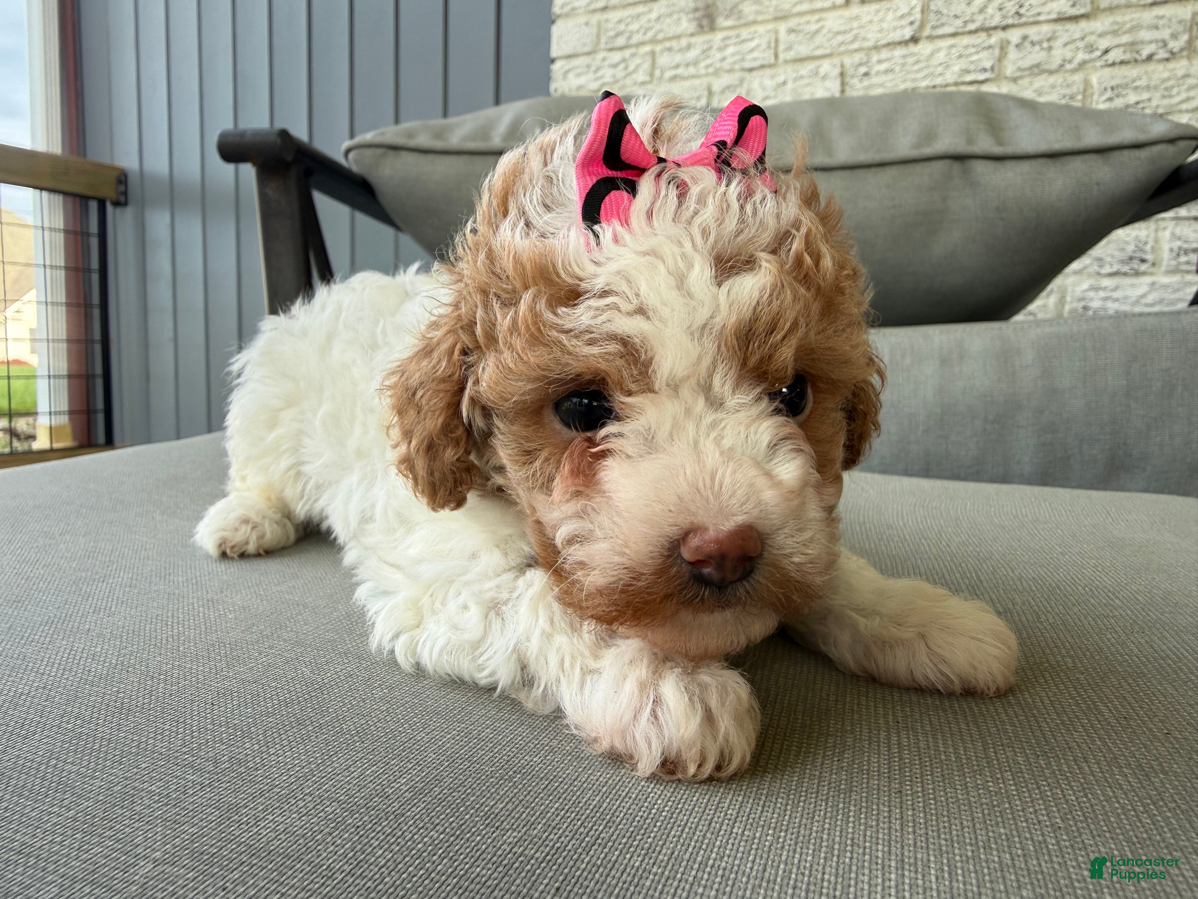 Maltipoo dogs for sale: Elsa - Ad 1
