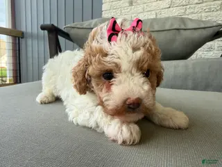 Maltipoo dogs Elsa - Ad 9