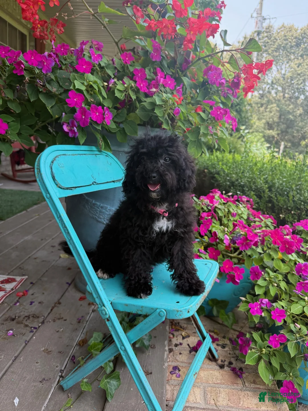 Cavapoo dogs for sale: lizzy - Ad 2