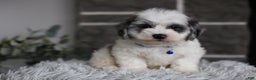 Maltipoo dogs for sale: Chubbs - Ad 12