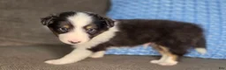 Shetland Sheepdog dogs for sale: Tiffin - Ad 3