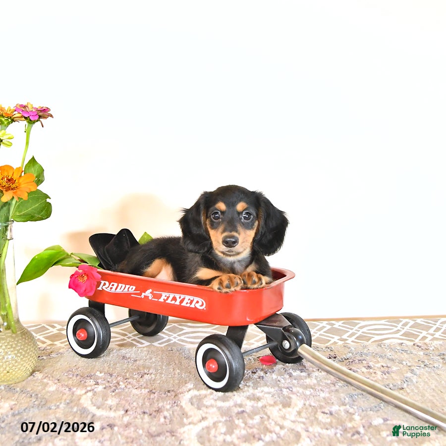 Miniature Dachshund dogs Sharri - Ad 1