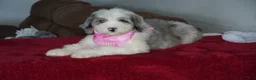 Sheepadoodle dogs for sale: Skye - Ad 6