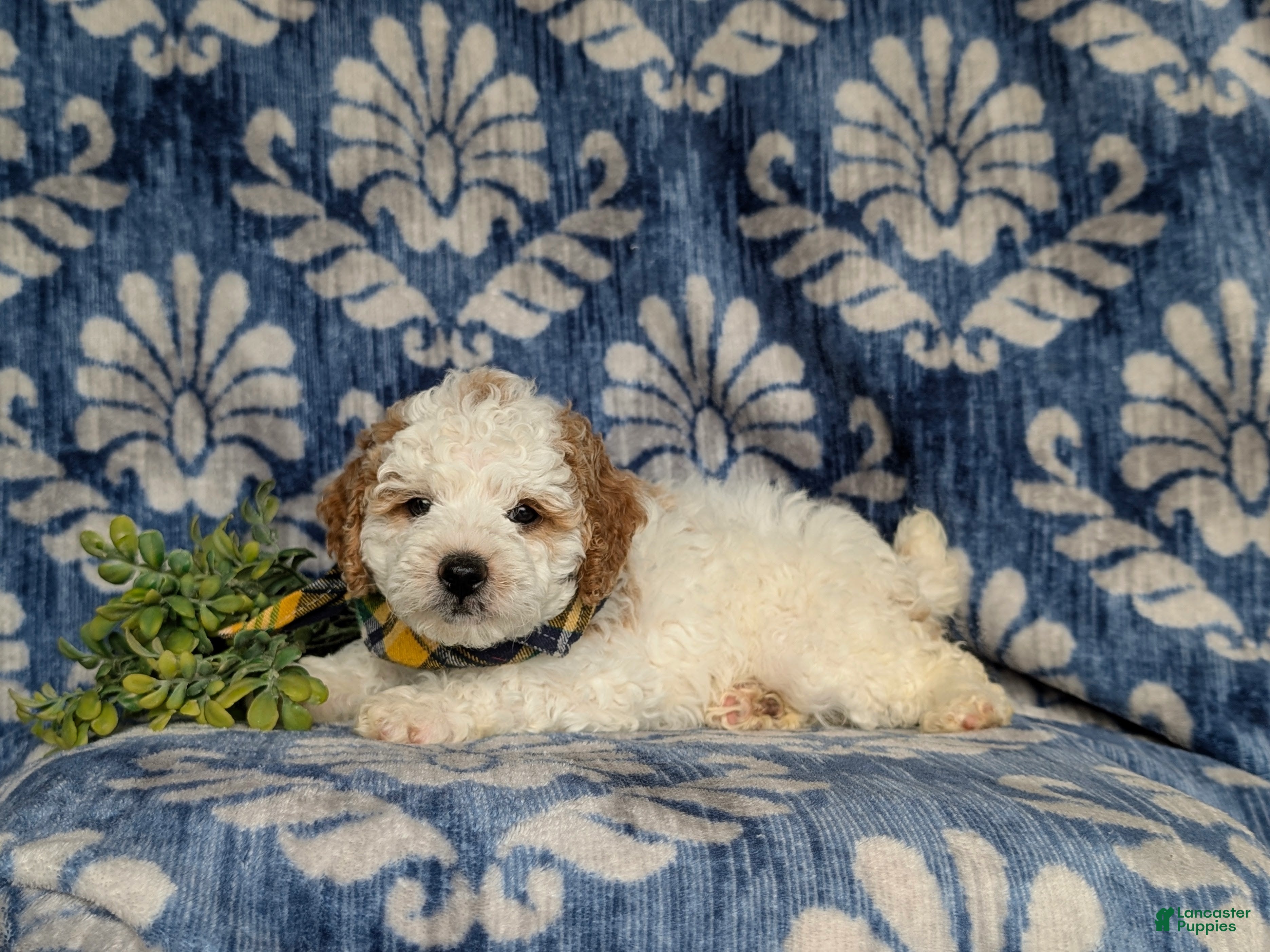 Miniature Poodle dogs Oakley - Ad 2