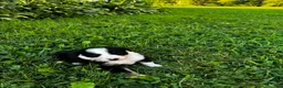 Australian Shepherd dogs for sale: Glory - Ad 14