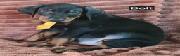 Doberman Pinscher dogs for sale: Bolt - Ad 4