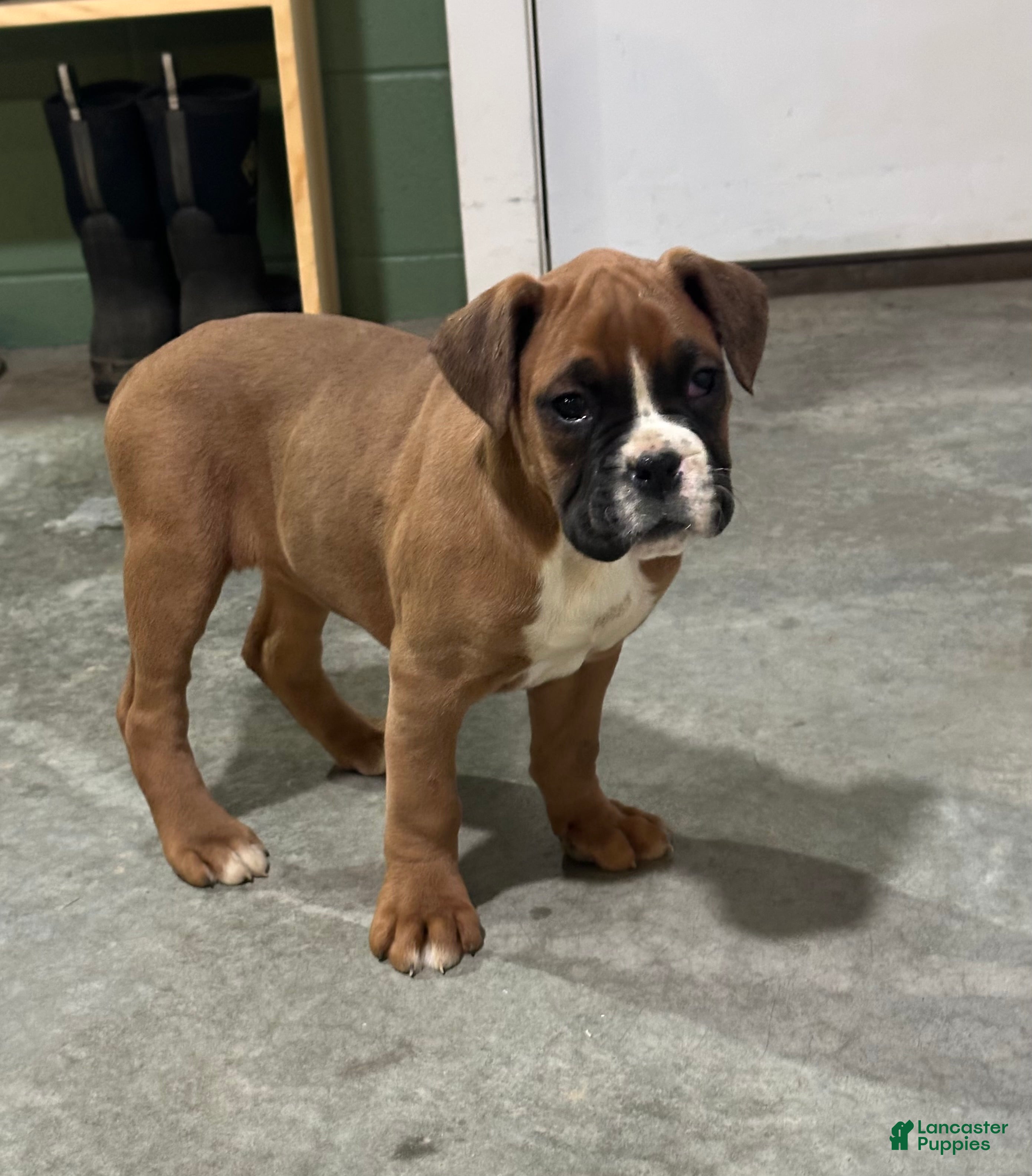 Boxer dogs Chico - Ad 39