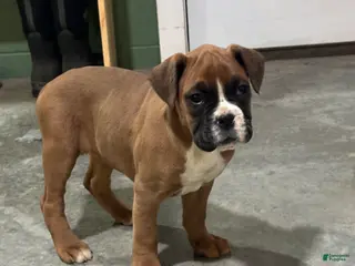 Boxer dogs Chico - Ad 39