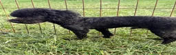 Toy Poodle dogs for sale: Jesse  - Ad 6