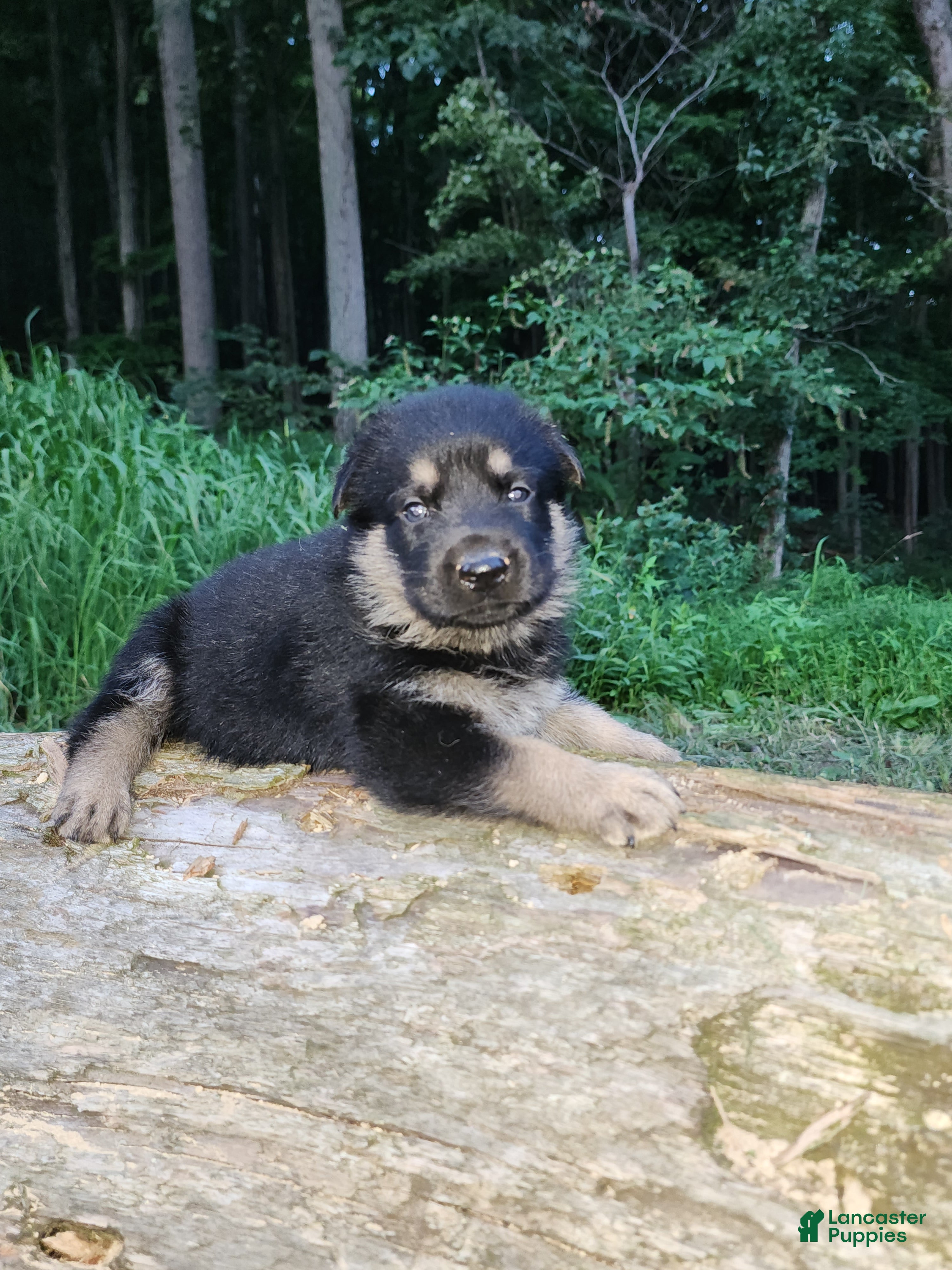 German Shepherd dogs German Shepherd 4 Thor - Ad 1