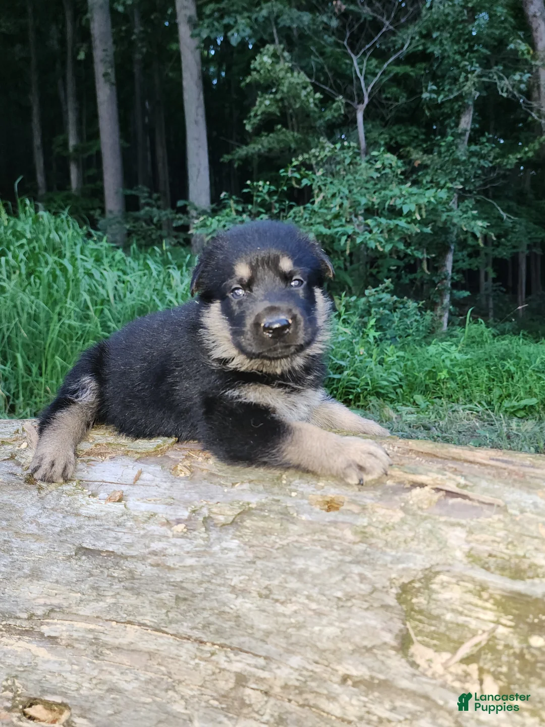 German Shepherd dogs for sale: German Shepherd 4 Thor - Ad 1