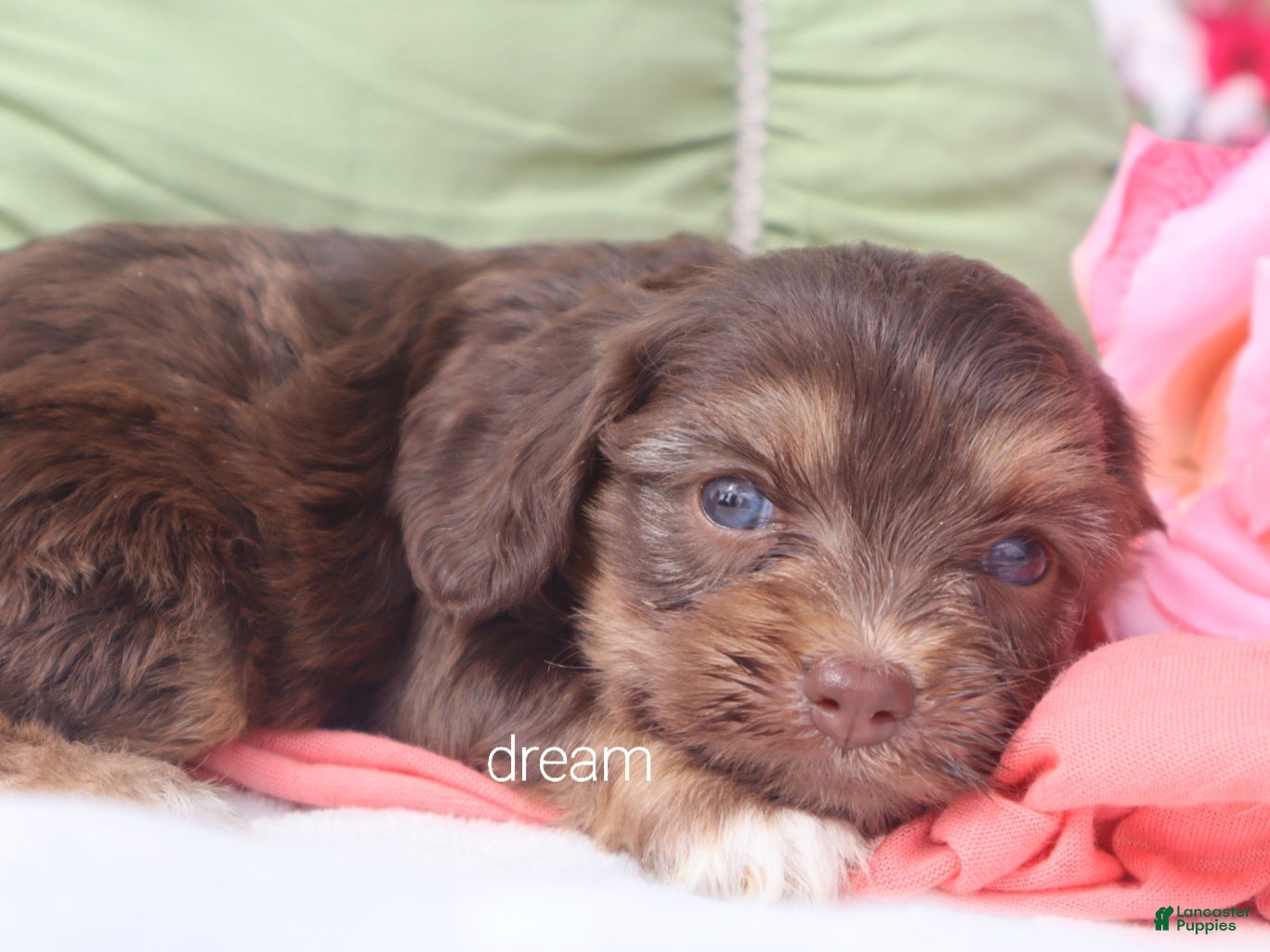 Cavapoo dogs Poem  - Ad 2