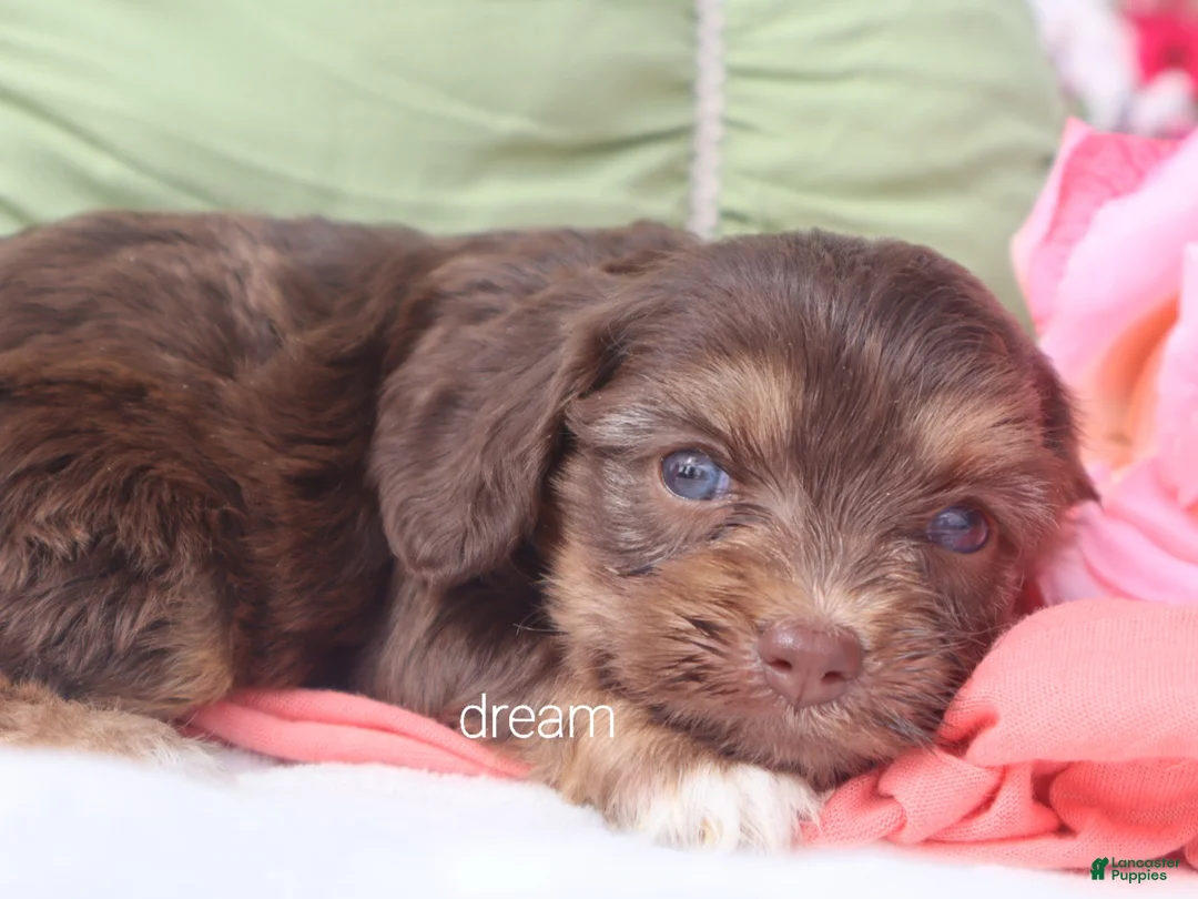 Cavapoo dogs for sale: Poem  - Ad 2