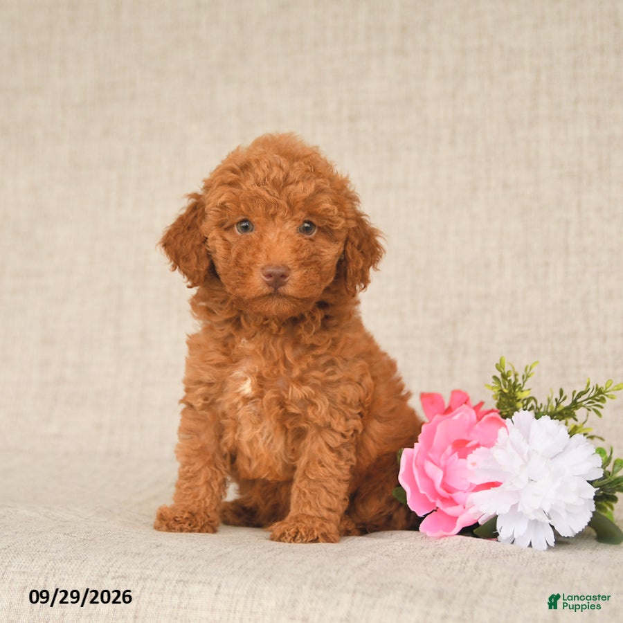Teddy