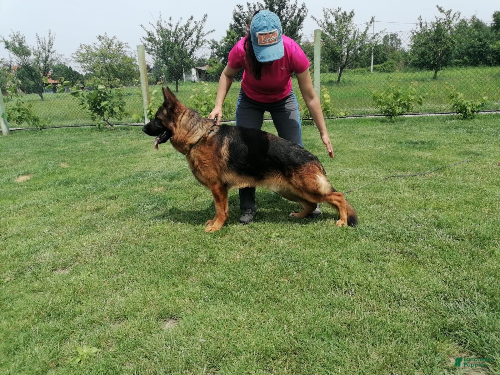 German Shepherd dogs German Shepherd Long Haired Female - Ad 2