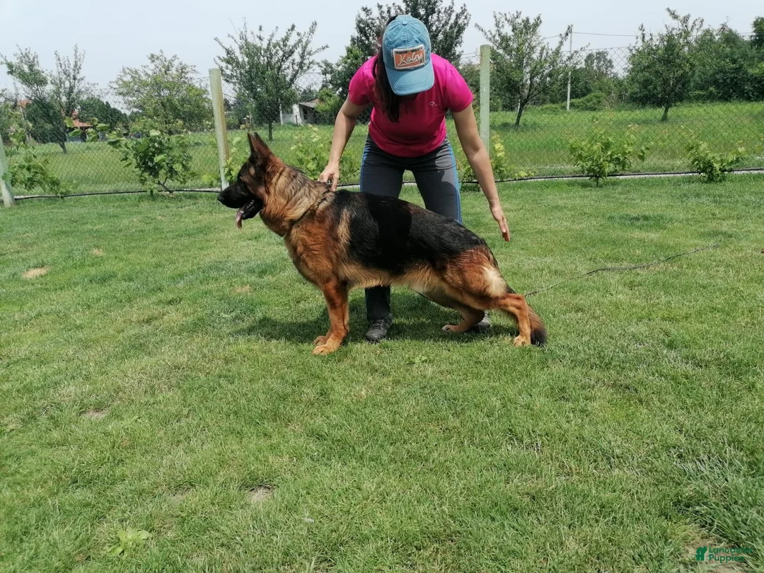 German Shepherd dogs for sale: German Shepherd Long Haired Female - Ad 2
