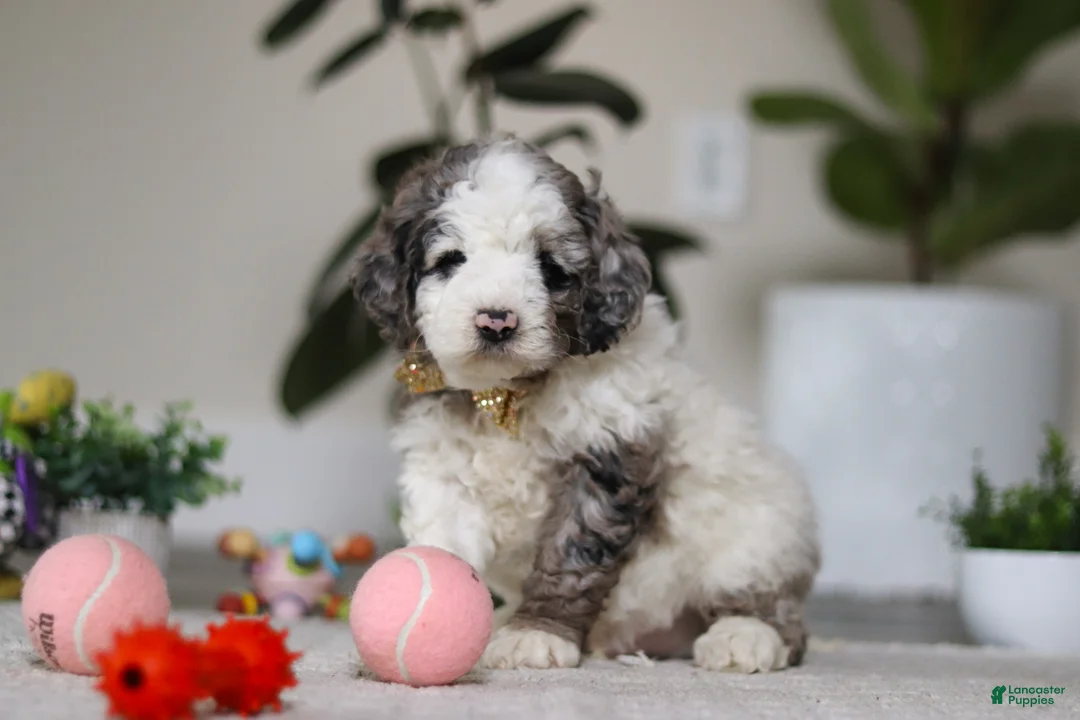 Cockapoo dogs for sale: Blaze - Ad 1