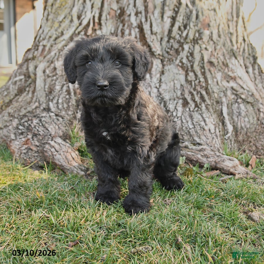 Schnauzer dogs Patsy - Ad 1