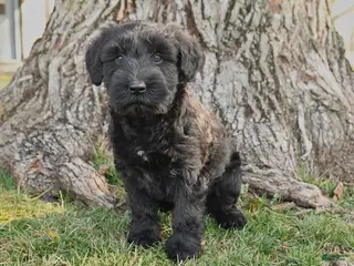 Schnauzer dogs for sale: Patsy - Ad 2