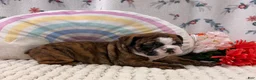 English Bulldog dogs for sale: Layla  - Ad 3